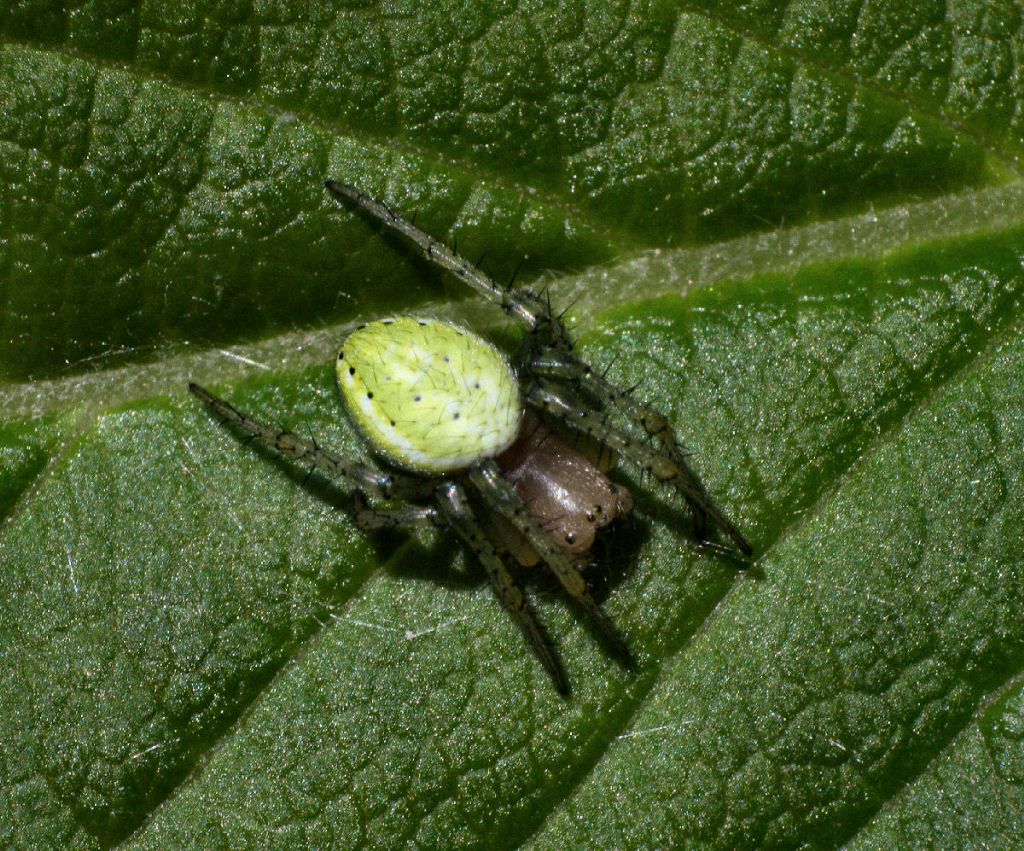 Araniella sp. - Lesmo (MB)